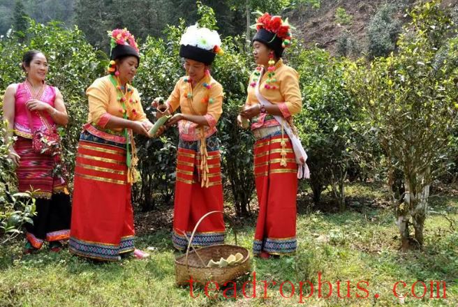 The National Times Focuses on Menghai: Crafting the Tea Narrative Together for Shared Happiness-6