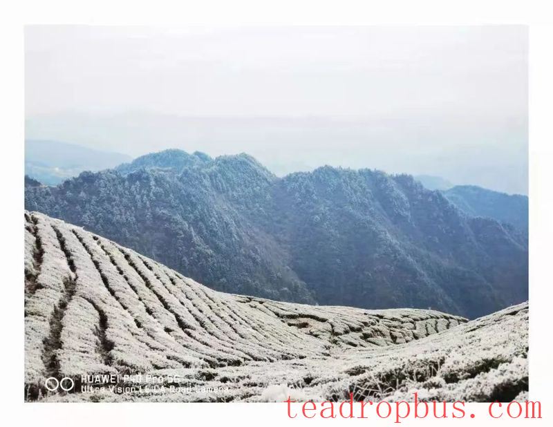 While Enjoying the Snowy Scenery, Don't Forget to Take Anti-freeze Measures for Your Tea Gardens!-1