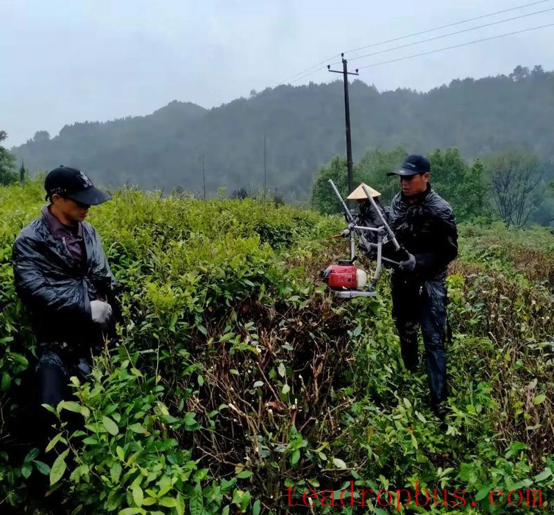 Technical Measures for the Recovery of Tea Gardens Affected by Drought-3