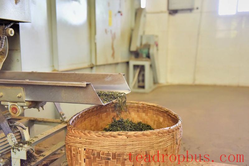 In Search of Tea in Changning: Spring Arrives and the Tea in Nino Is Fragrant-8