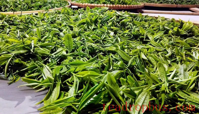 The Chronicles of Tea in Malipo (Part Five): A Tea Leaf's Monologue—This Fragrant Tea Comes from Malipo-3