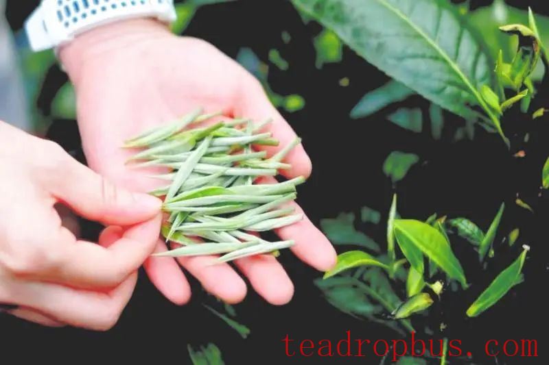 Pingzhai, Qiubei: Green Leaves Turn into Red Tickets—Tea Fragrance Enriches Rural Households-2