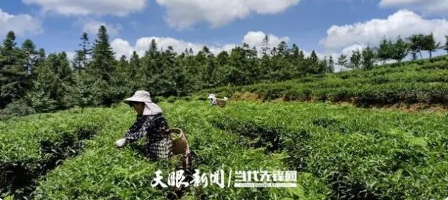 Building an Ecological Tea Garden: Wudang District Accelerates Reform of the Grassroots Agricultural Technology Extension System-1