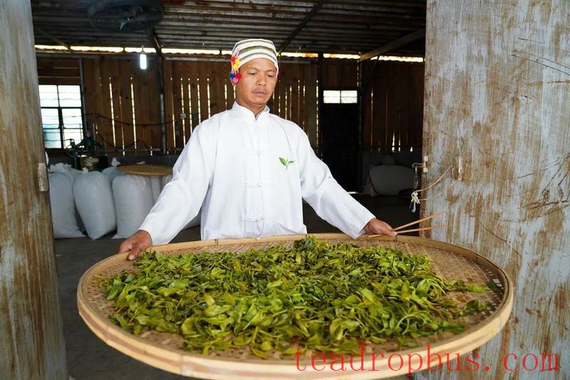 The Sour Tea of Jingmai Mountain: How Elaborate is its Preparation?-5