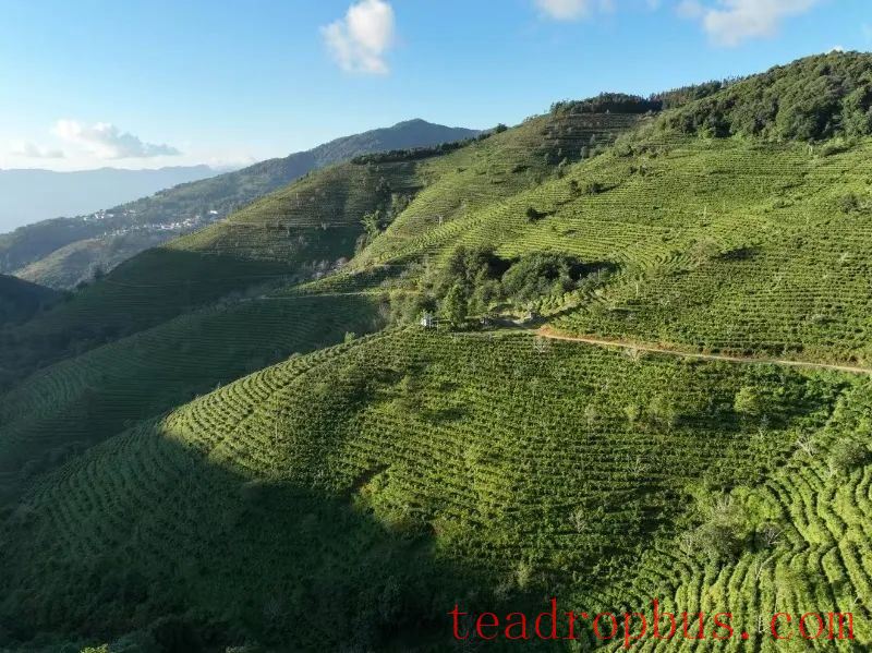 Zhenkang: Building Party Branches Along the Chain to Boost Tea Industry Development-1