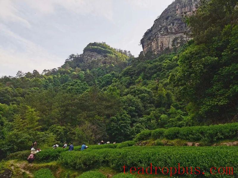 Intangible Cultural Heritage of Humanity: Traditional Chinese Tea Processing Skills - Oolong Tea Chapter — Wuyi Rock Tea (Da Hongpao)-3