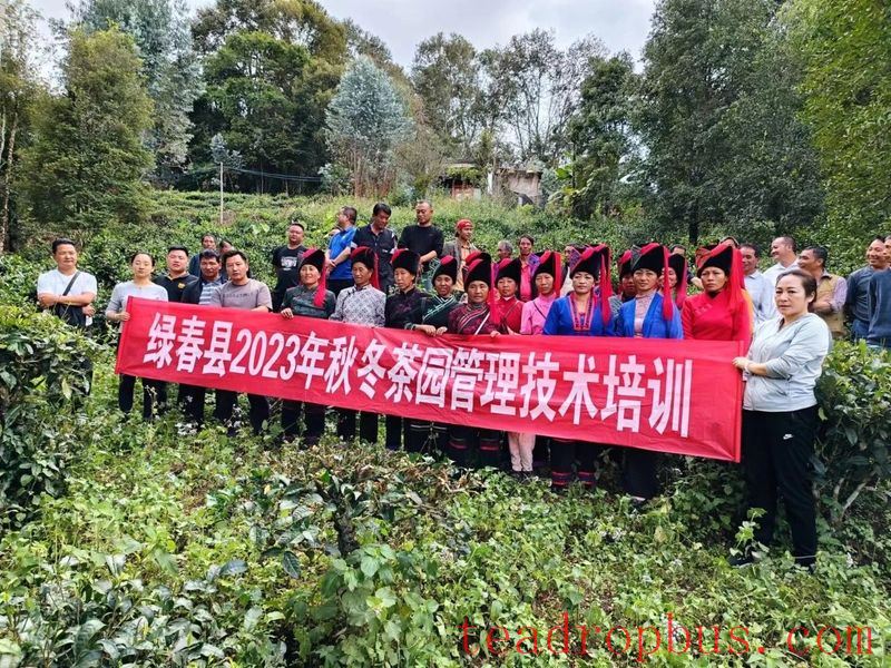 Lvchun County Conducts 2025 Autumn and Winter Tea Garden Technical Management Training-2