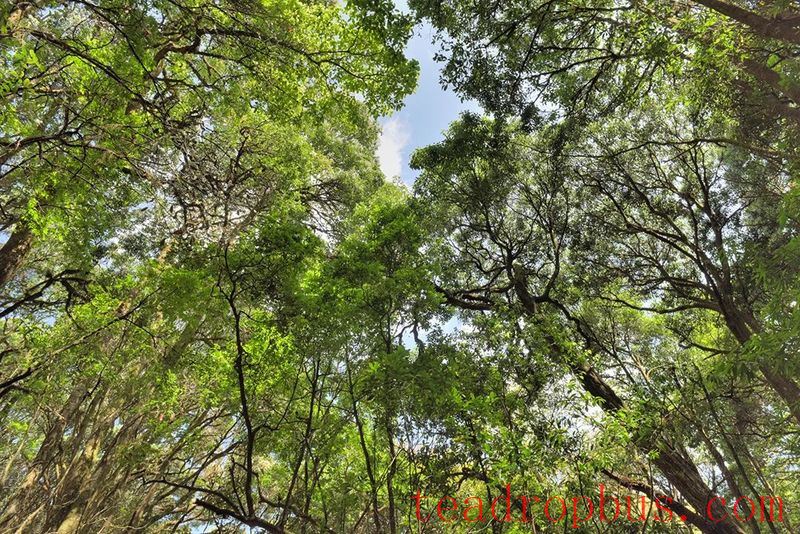 Seeking Tea in Changning: The Secret Paradise Mountain, a Haven for Wild Tea-3