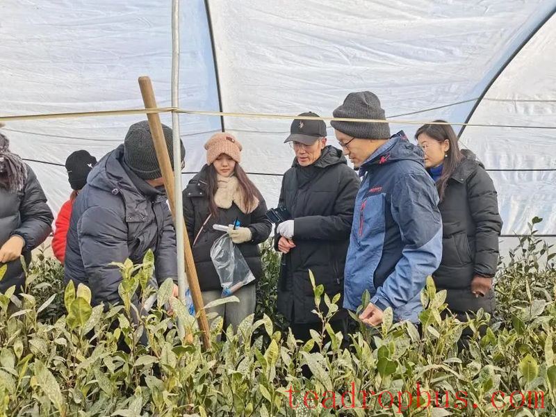 Linyi: Provincial Tea Industry Technology System Conducts Cold Resistance Trials and Demonstrations for Tea Plants in Feixian County-2
