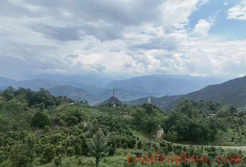 Mawan Town Strengthens Its Industry with a Thousand-Mu Organic Tea Garden, Promoting Integrated Development of Tea Tourism for Increased Income-1