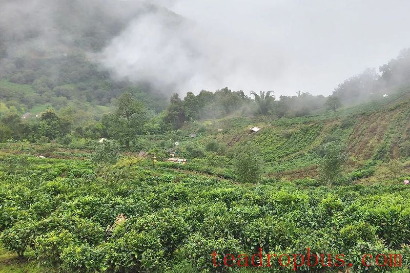 Mengtong Town, Cizhu Village: Spring Tea's Fragrance Attracts Distant Merchants-1