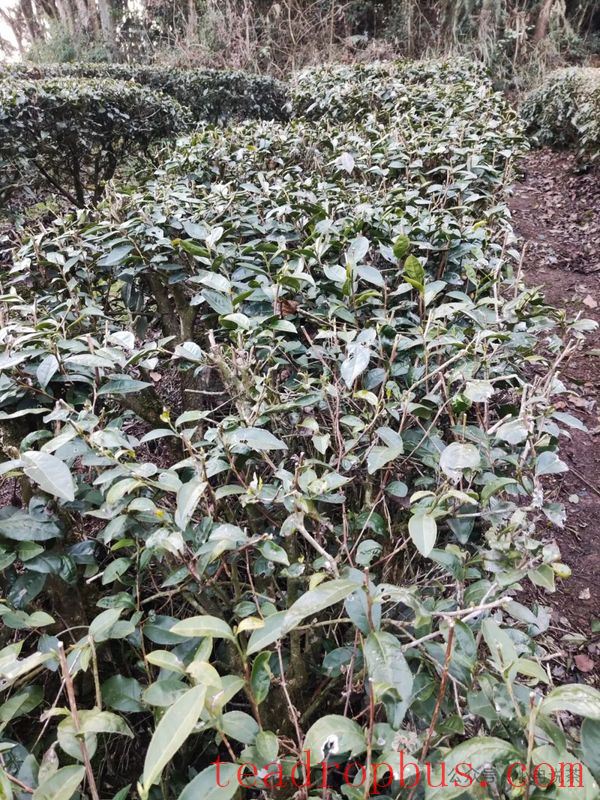 Exploring Tea Garden Revitalization Through Pruning in Hubei-2