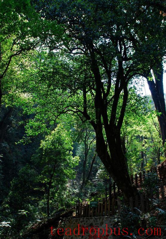 Shuangjiang Mengku: The Homeland of Large-Leaf Tea-3