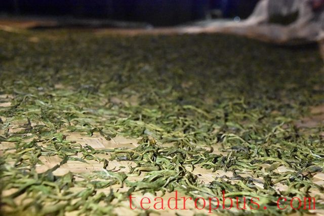 The Impact of Kneading on Pu'er Tea-3