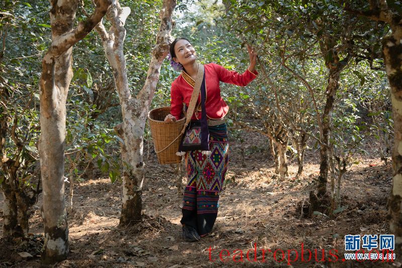 Jingmai Mountain in Yunnan: Ancient Tea Forests and Centuries-Old Affection-2