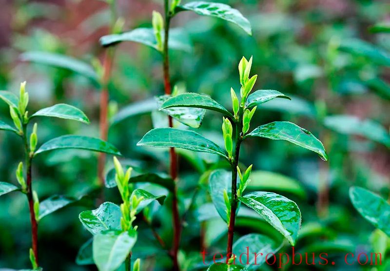 Wenzhou Morning Tea — Ruian Qingming Morning Tea-2
