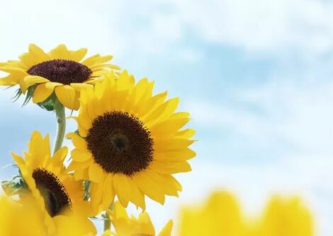 A Pot, A Story: Helianthus in Bloom — The Helianthus Antique Imitation Teapot-1-ChinaTeaGuru: Exploring Chinese Tea Culture and Kung Fu Tea - Tea Art, Tea Ceremony, Tea Knowledge A Pot, A Story: Helianthus in Bloom — The Helianthus Antique Imitation Teapot-1