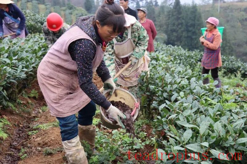 Early Winter, Busy with Tea Garden Management-10