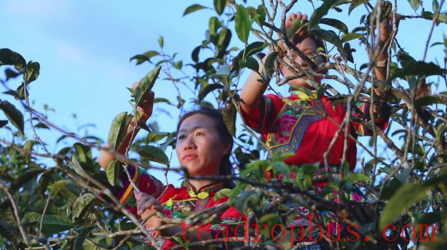 Mengpeng Town, Yanzihead Village: People Work Diligently to Make the Most of the Spring Light—It's the Right Time for Spring Tea Harvest-1