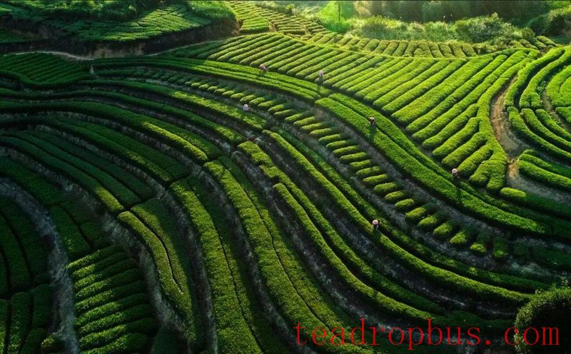 Study on Key Technologies for Roasting and Storage of Aged Tietguanyin Tea with Coniferous Aroma-1