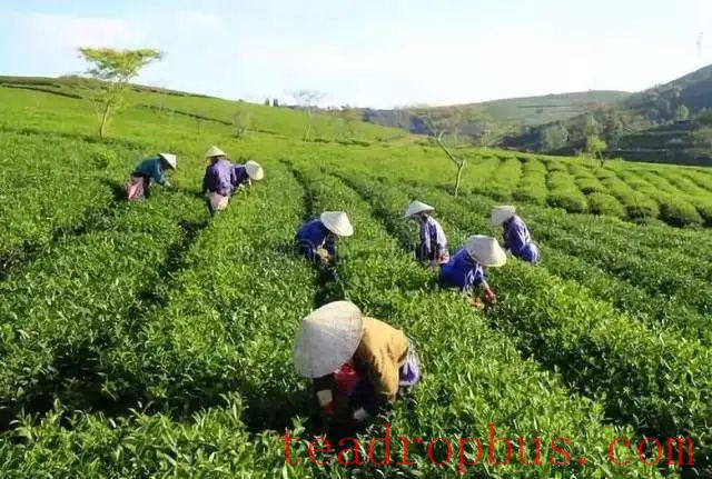 The Serious and Leisurely Tea Drinking in Vietnam-2