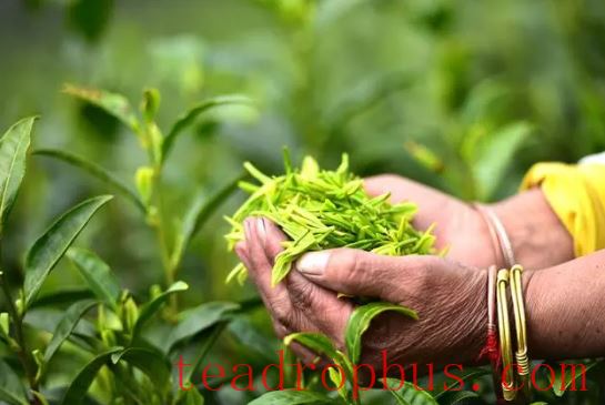 Danzhai: Fine Tea Goes Out, Beautiful Scenery Welcomes Guests-1