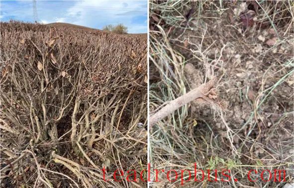 Tea Garden Coping Strategies Under Extreme High Temperature and Drought Disasters (Part I)-4