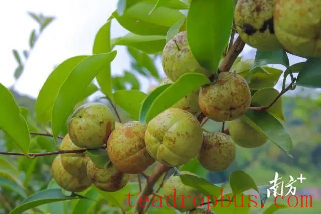 Camellia Oil Plantation: Huangtang Town, Zijin County Aims for 10,000 Mu-5