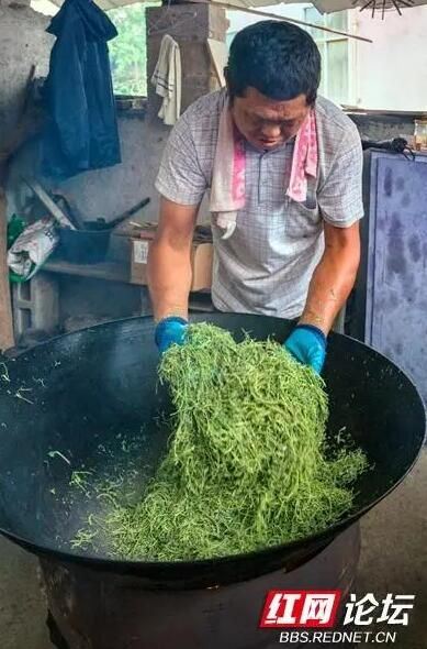 Observing the Making of Xiangxi Baicha: Do All Tea Frying Masters Have a Pair of 