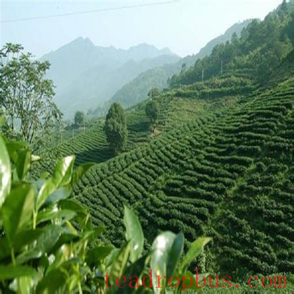 Tianmu Qingding-1