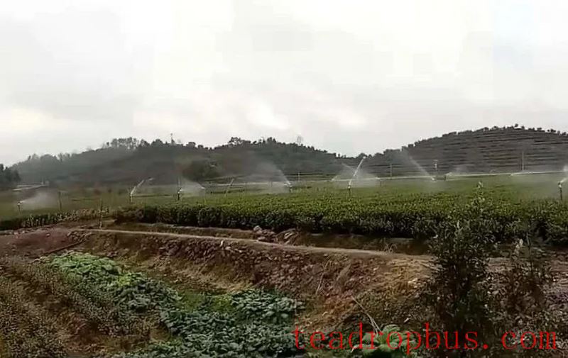 Tea and Meteorology: Types of Frost Damage in Tea Gardens and Low-Temperature Emergency Protection Techniques-8