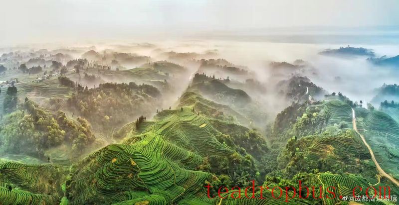 Fingerprint of the Earth in Jingu Village, Ming Shan District-1