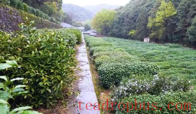 The Power of Seeds: Unveiling the “Treasure Genes” in the National Tea Germplasm Repository-2