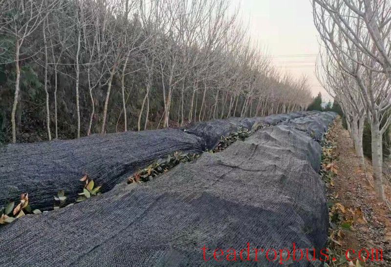 Tea and Meteorology: Types of Frost Damage in Tea Gardens and Low-Temperature Emergency Protection Techniques-7