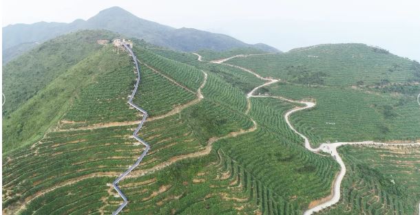 Guoxin Green Valley, One of the Top Ten Gold Medal Tea Estates in Anxi: The Romance and Poetry of Staying Amidst the Tea Garden-1