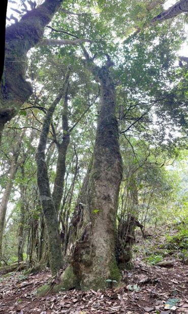 Exploring the Ancient Tea Mountains of Gengma, Unveiling the Secrets of Ancient Tea Trees-5