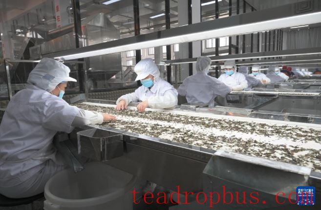 Fujian's Mountains Yield Tea Leaves, Scent Travels Thousands of Miles-15