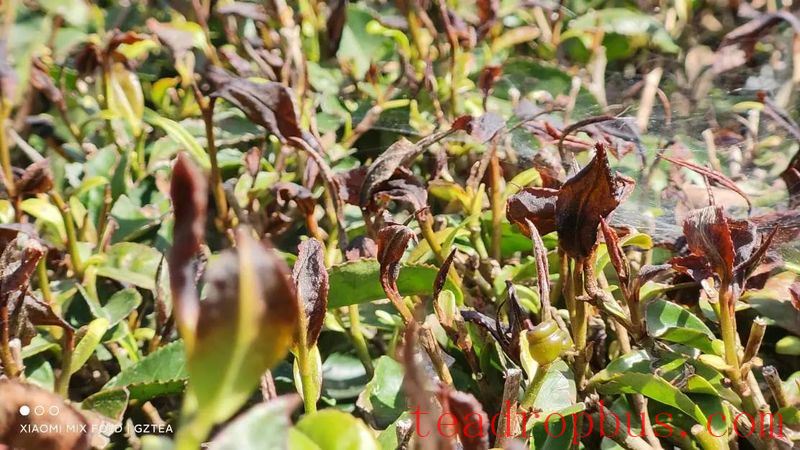 How to Cope with Low Temperatures, Snow, and Freezing Weather: This Technology Helps Protect Tea Plants-2