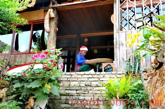 You Come from the Mountains — A Series on the Journey of Jingmai Mountain's World Heritage Nomination ①-4