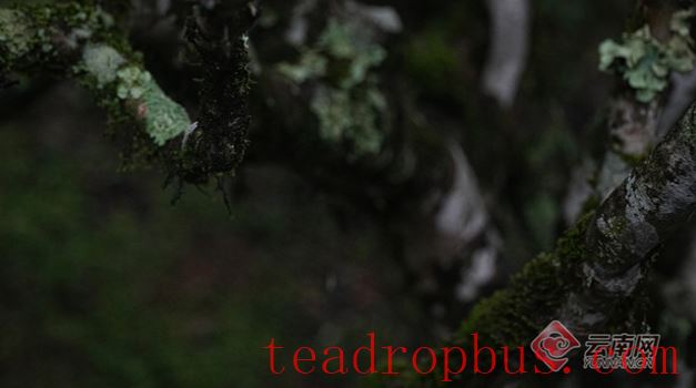 Menghai Ban Zhang Village: Aromatic Tea and Ancient Charm, Pearl on the Frontier-1