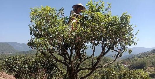 Spring Tea Picking and Processing in Full Swing in Tiandamiao Township-2