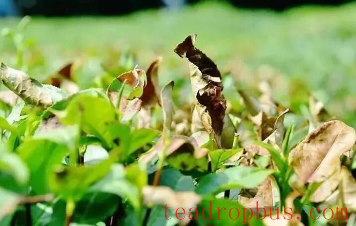 Scientific Fertilization Guidance for Tea Trees in the Autumn and Winter of 2025-1