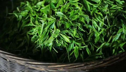 Liu Yiping: Ode to the Tian Shan Tea-3