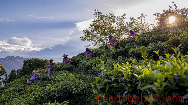 Lianghe Hui Long Tea: A Toast to the Millennium Mist of the Ancient Tea Horse Road-5