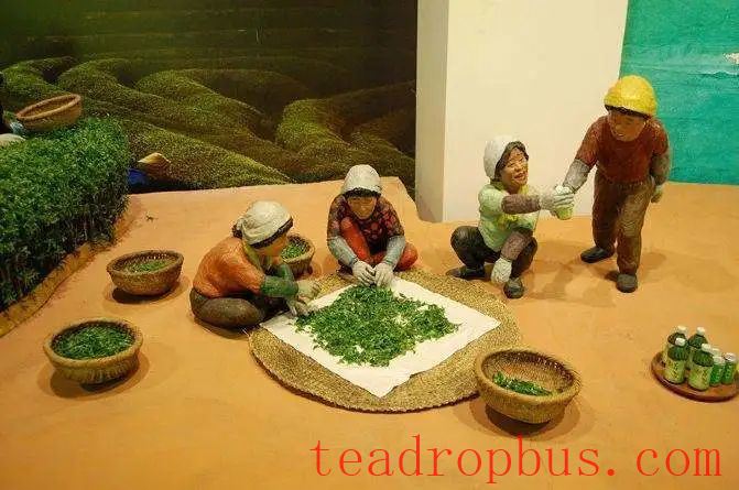 Production Technique of Korean Jeoncha (Money Tea)-3