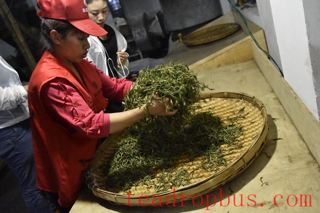 Five Factors Affecting the Quality of Tea Kneading-4