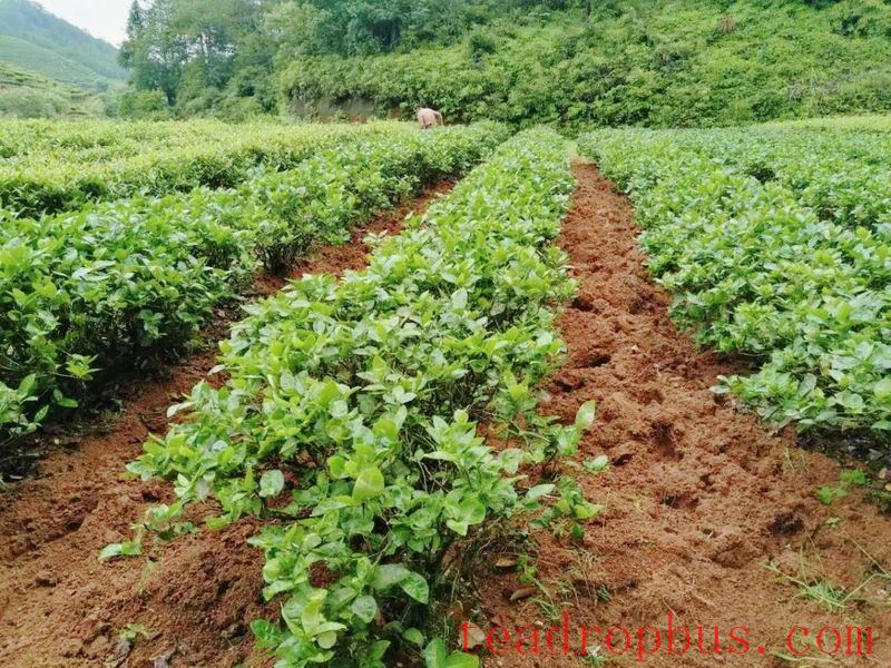 A Brief Discussion on the Wuyi Cultivation Method-1