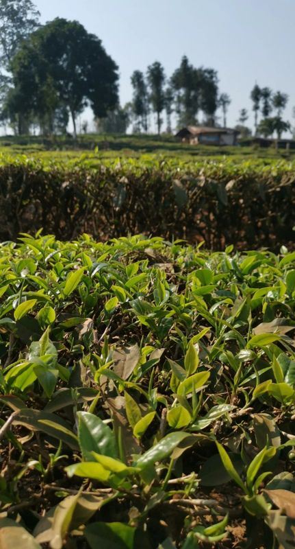 An Overview of the History and Culture of Menghai Pu'er Tea: Part II (The King of Tea Festival)-4