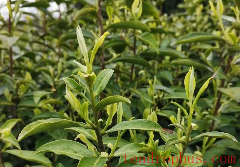 Guidance on Spring Tea Production in Jiangsu Province for 2024-1
