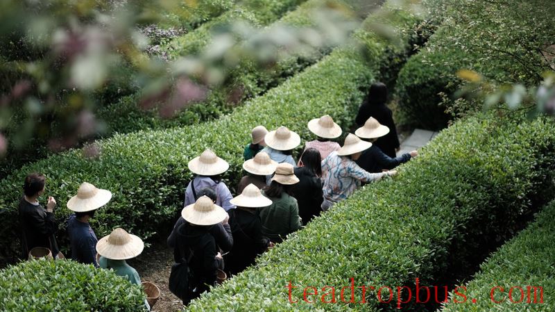 What Makes a Tea Mountain Tour Different from Regular Tourism?-1